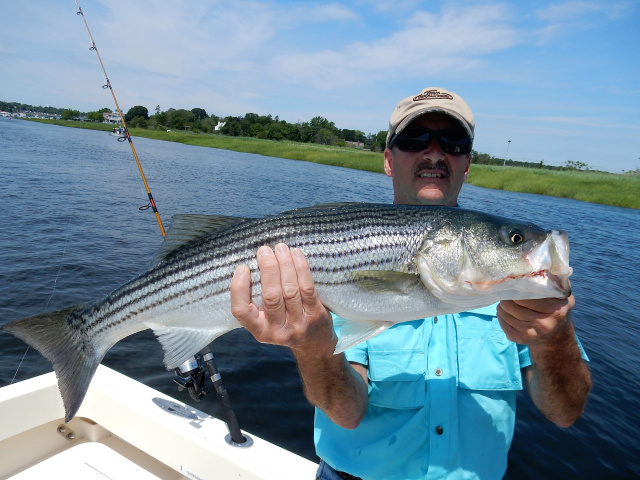 Merrimack River striper caught by Greg Crossman